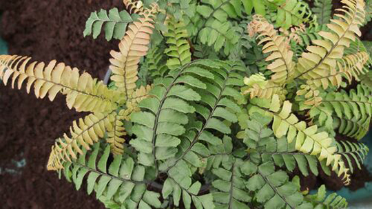 Adiantum hispidulum 'Bronze Venus'