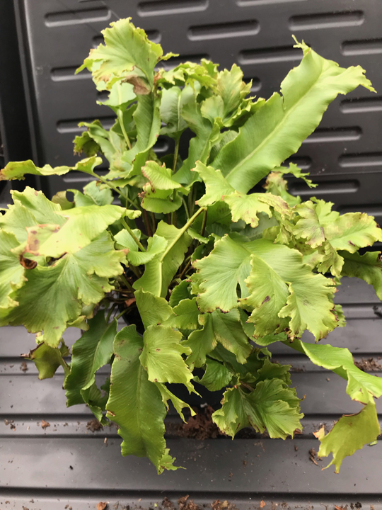 Asplenium scolopendrium 'Cristatum'