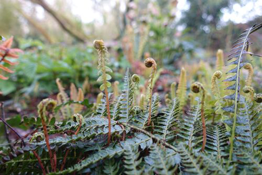 Blechnum penna-marina