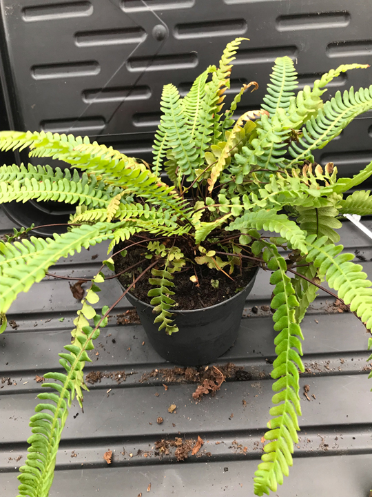 Blechnum spicant