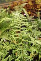 Dryopteris affinis 'Polydactyla Dadd's'