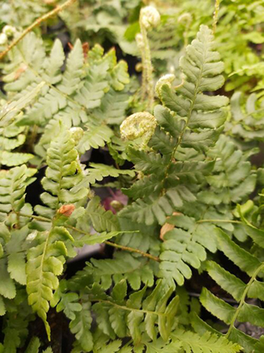 Dryopteris championii