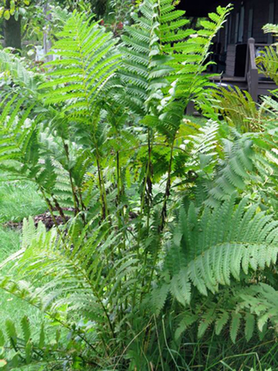 Osmunda claytoniana