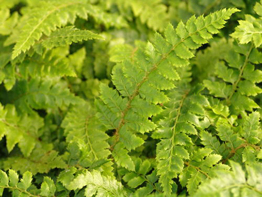 Polystichum polyplepharum - Japanese tassle fern