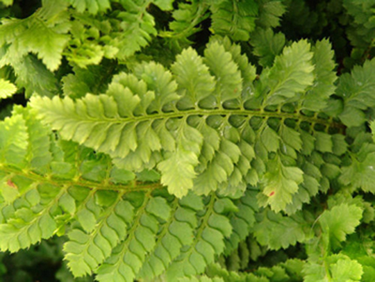 Polystichum setiferum 'Congestum'