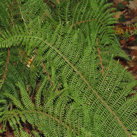 Polystichum setiferum Divisilobum Group