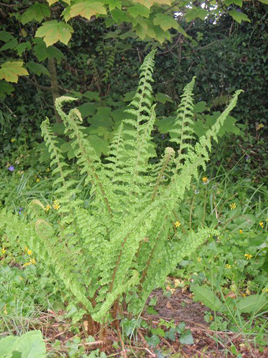 Polystichum setiferum