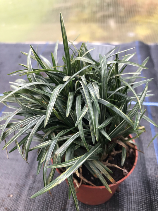 Ophiopogon japonics 'Variegatus'