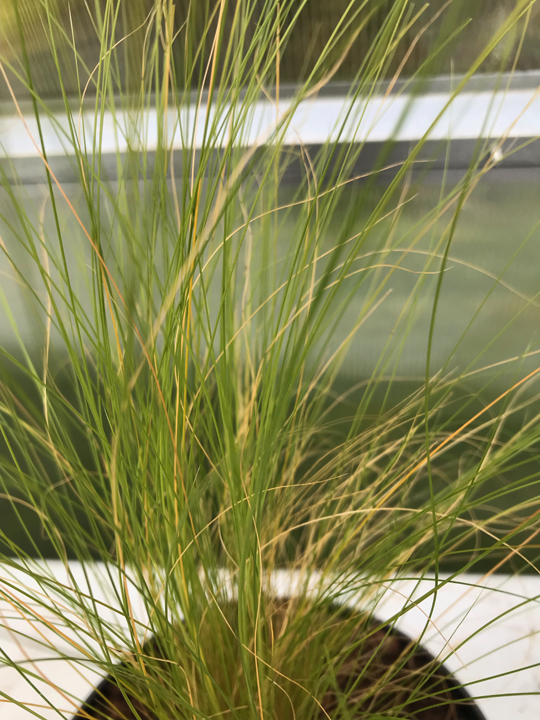 Stipa tenuissima 'Pony Tails'