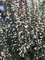 Calluna vulgaris 'Maggy'