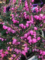 Erica x darleyensis 'Kramer's Red'