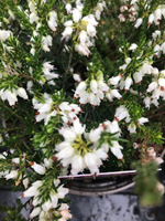 Erica x darleyensis 'Snow Surprise'