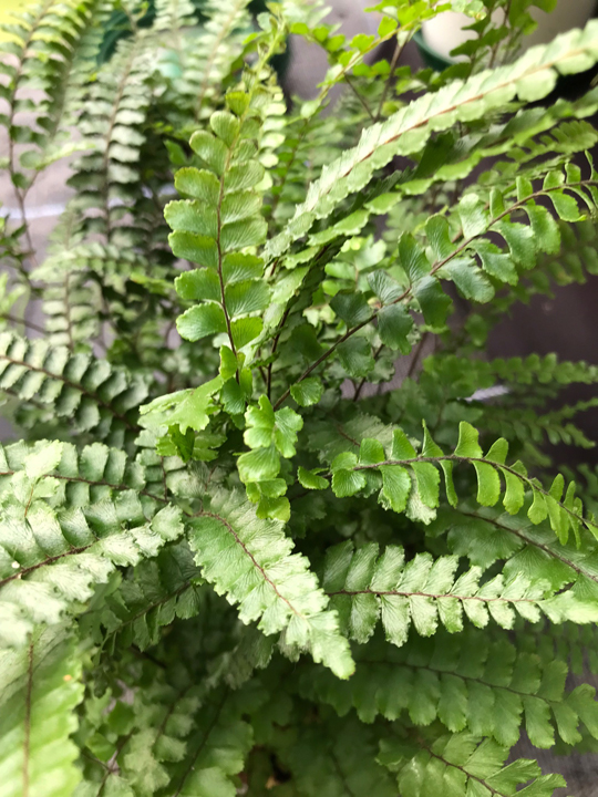 Adiantum hispidulum