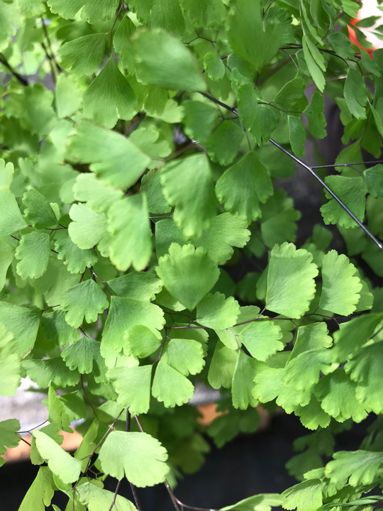 Adiantum raddianum fragrans