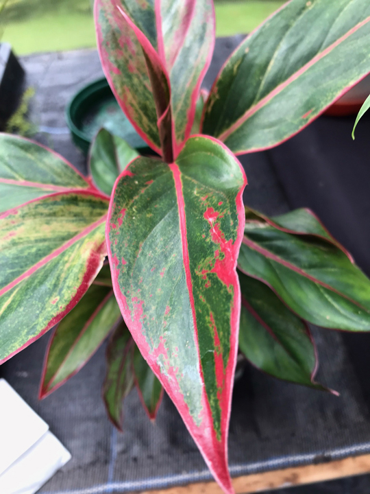 Aglaonema 'Light Star'