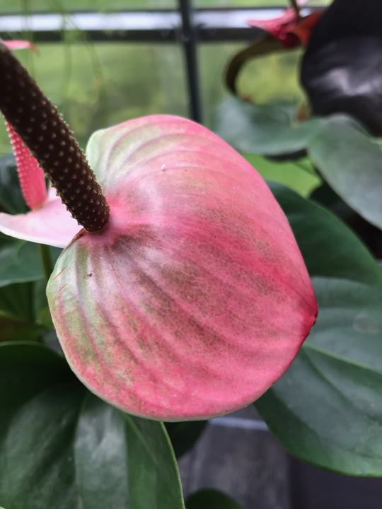 Anthurium andraeanum 'Princess Amalia Elegance'