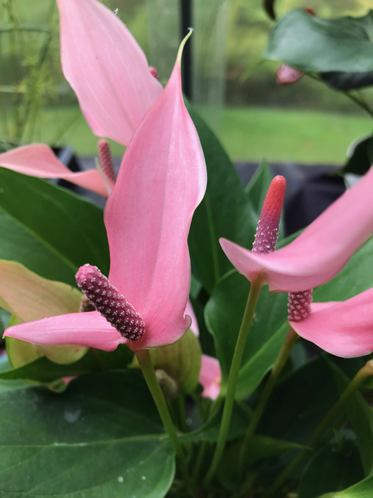 Anthurium lilli