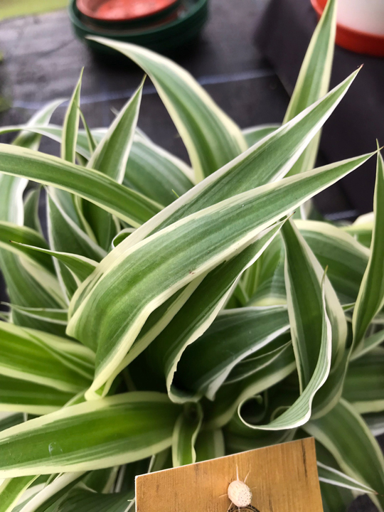 Chlorophytum corosum 'Ocean'