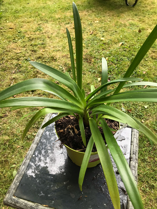 Agapanthus or. 'Blue Umbrella'