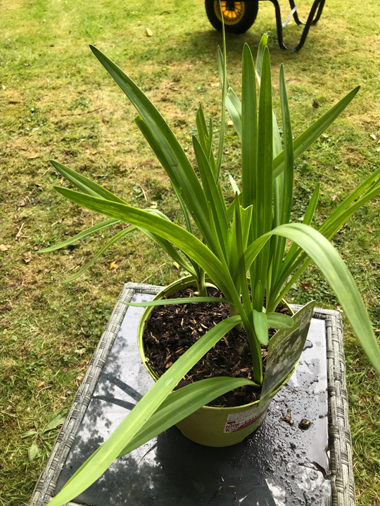 Agapanthus 'Polar Ice'