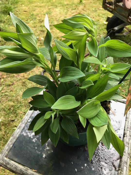 Alstroemeria 'Summer Break'