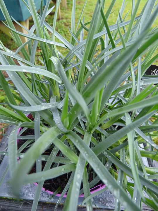 Dianthus 'Bridal Star'