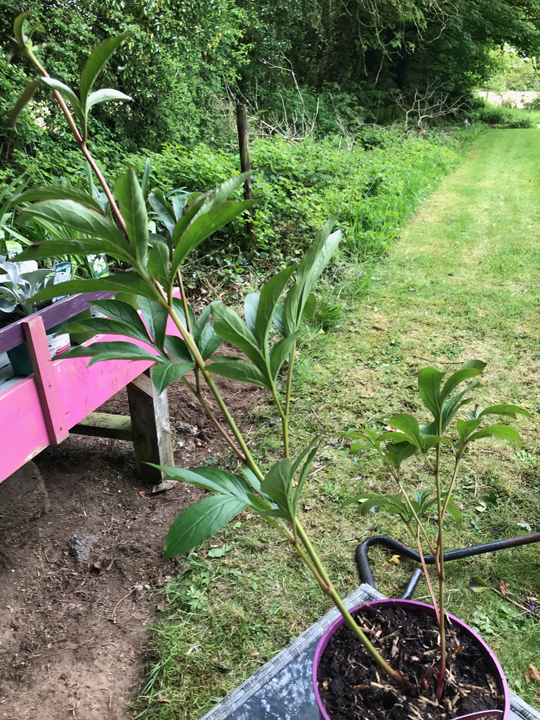 Paeonia 'Karl Rosenfield'