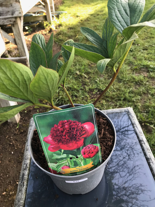 Paeonia lactiflora 'Red Charm'