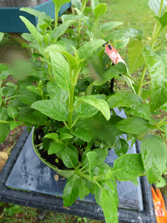 Phygelius croftway 'Snow Queen'