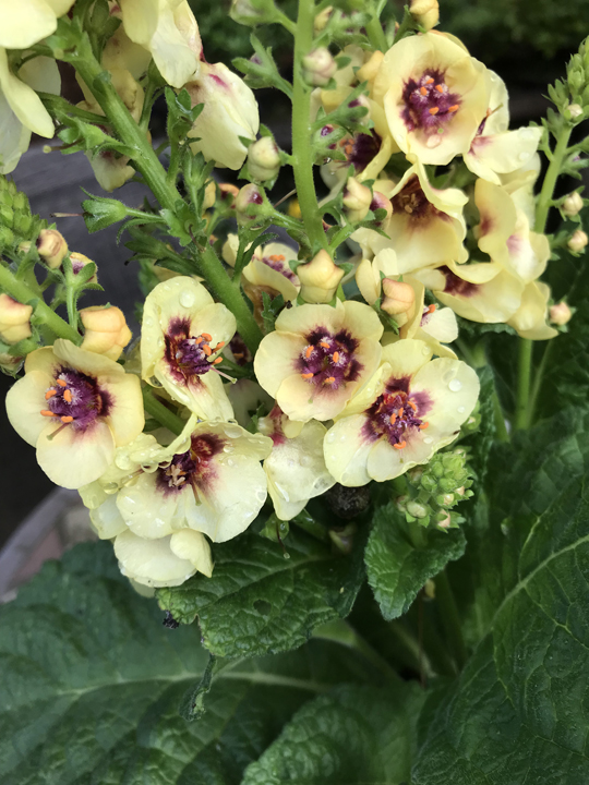 Verbascum 'Dark Eyes'