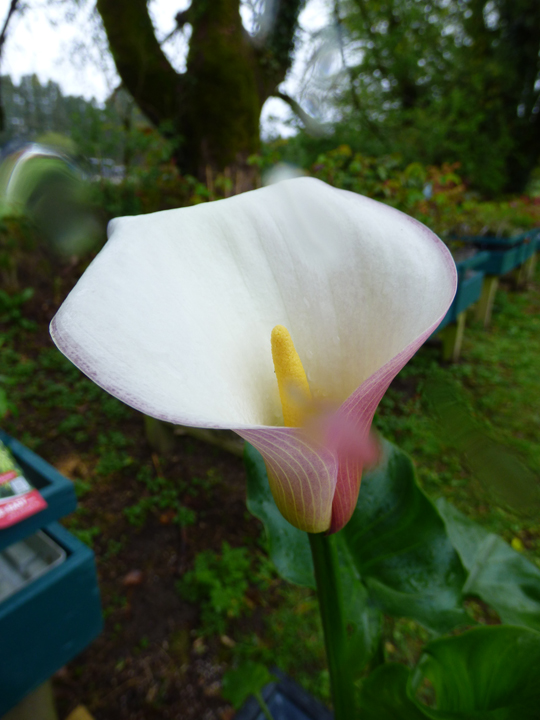 Zantedschia eydona 'Purple White'