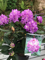 Rhododendron 'Alfred'