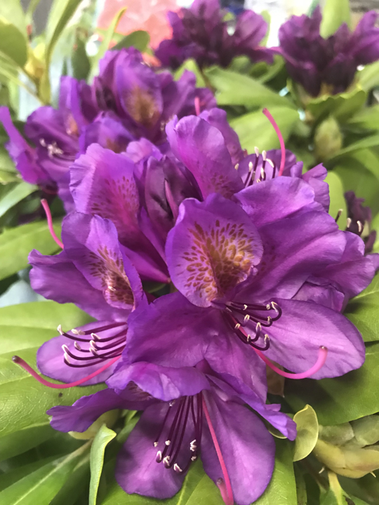 Rhododendron 'Marcel Menard'