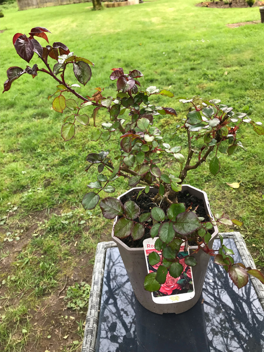 Rose - Floribunda 'Happy Anniversary'