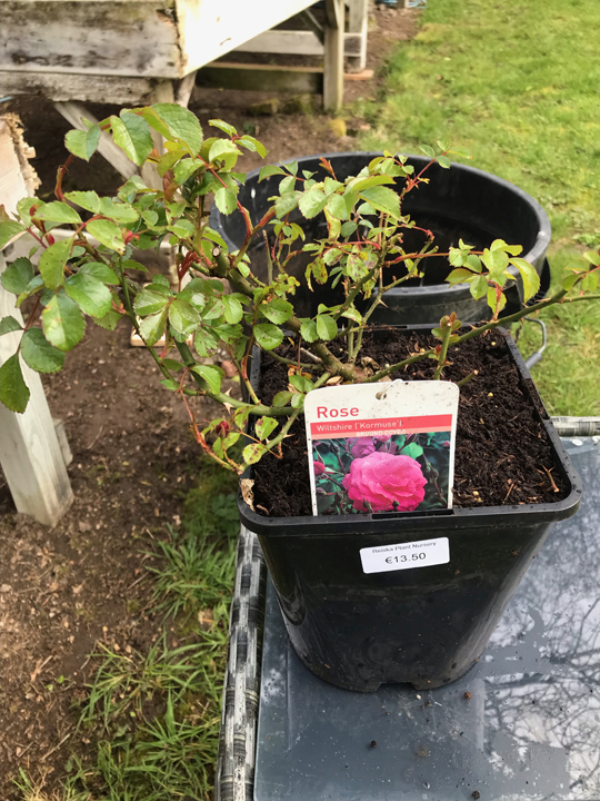 Rose - Ground Cover 'Wiltshire;