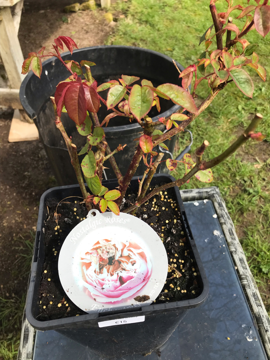 Rose - Hybrid Tea 'Enchantress'