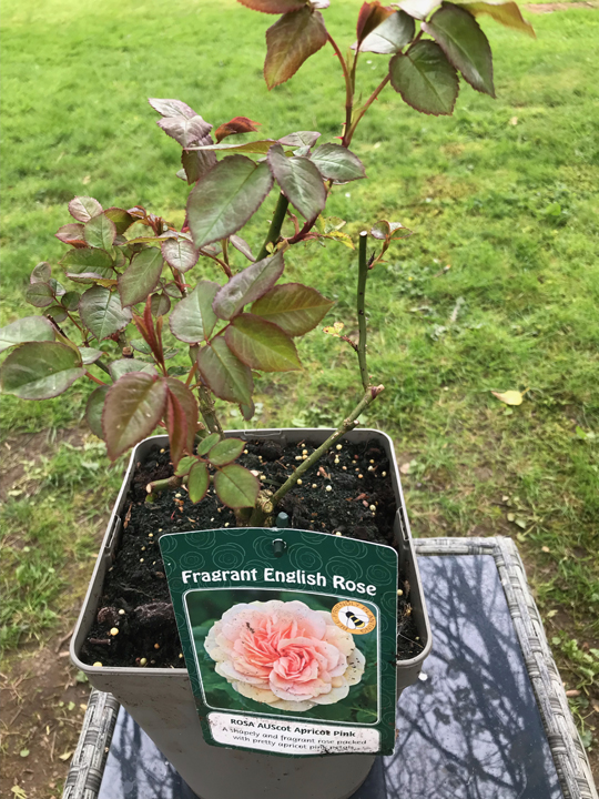 Rose - Fragrant English Rose 'AUScot Apricot Pink'