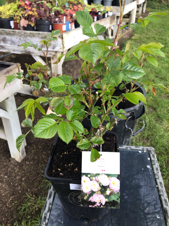 Rose - 'Utopia' shrub