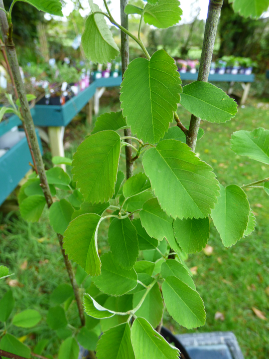 Amelanchier aurifolia 'Obelisk'