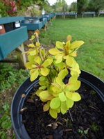 Berberis thunbergii 'Maria'