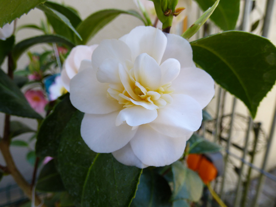 Camellia 'White'