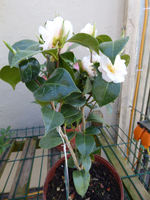 camellia_white