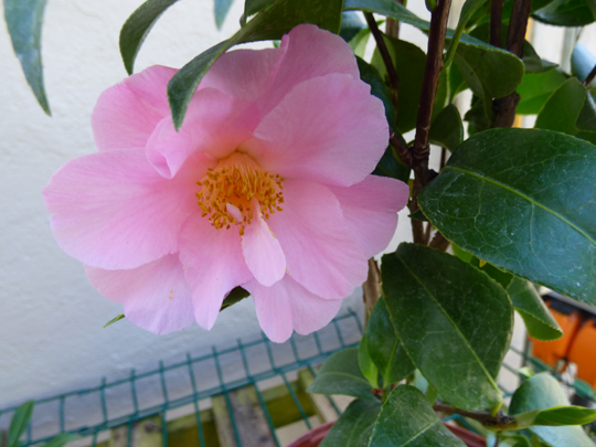 Camellia x williamsii 'Tiptoe'