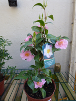 Camellia x williamsii 'Tiptoe'