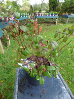 Cistus x corbariensis