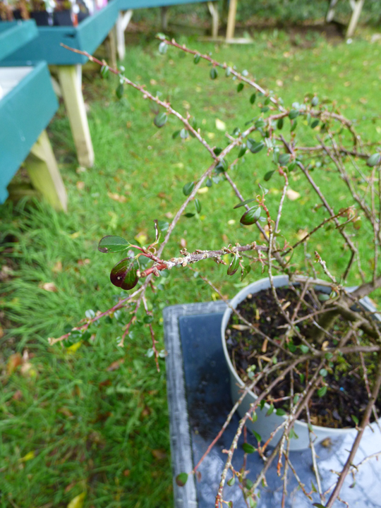 Cotoneaster microphyllus