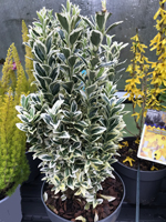 Euonymus 'White Spire'