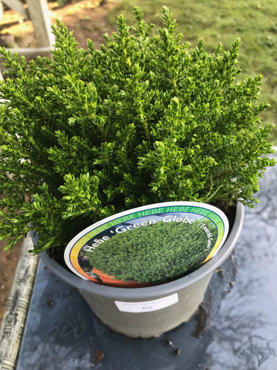 Hebe 'Green Globe'
