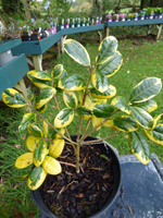 Ilex x altaclerensis 'Golden King'