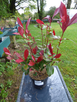 Photinia 'Carre Rouge'